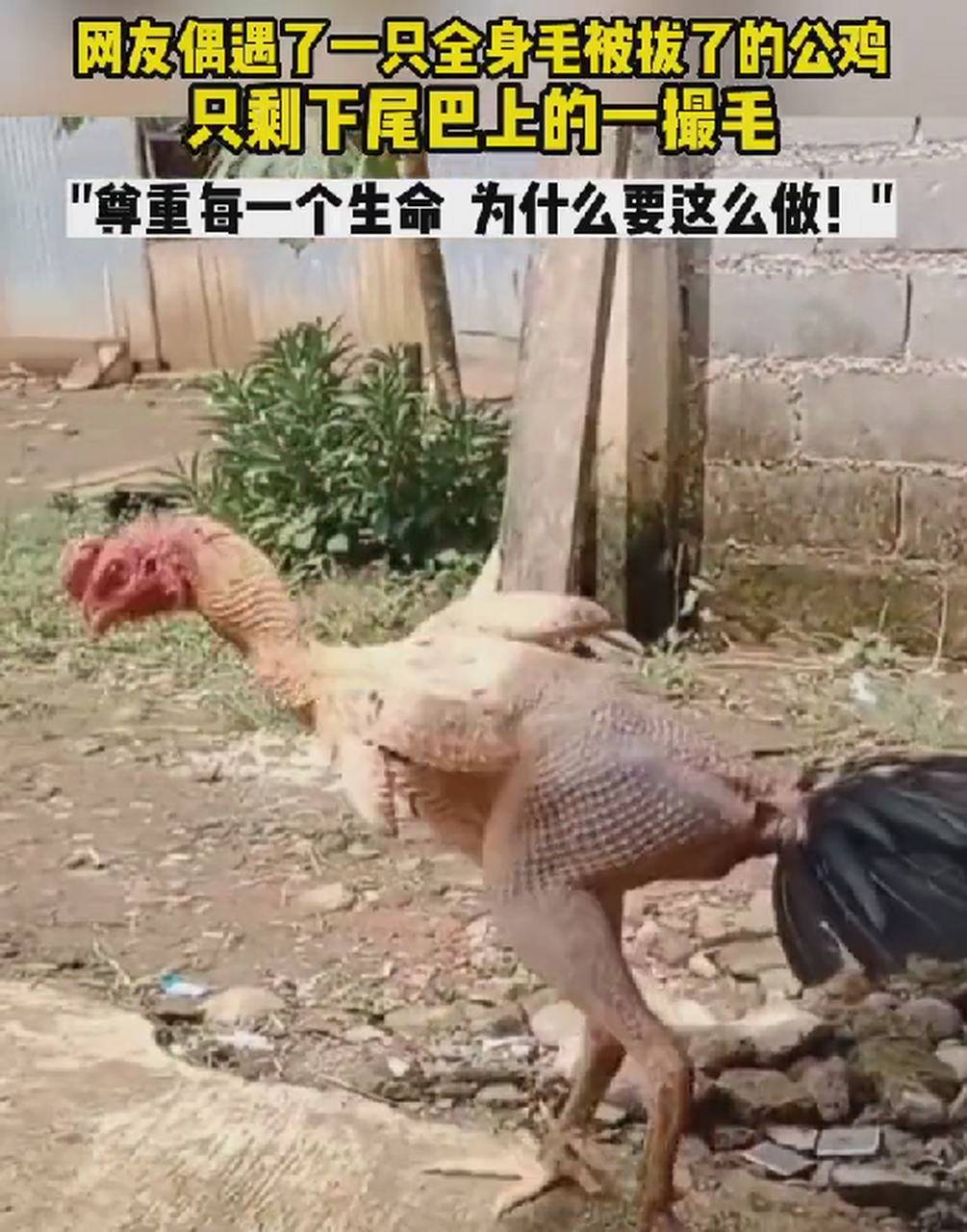 网友偶遇了一只全身被拔了毛的公鸡