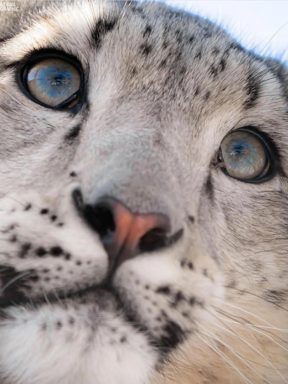 加拿大雪豹猫图片