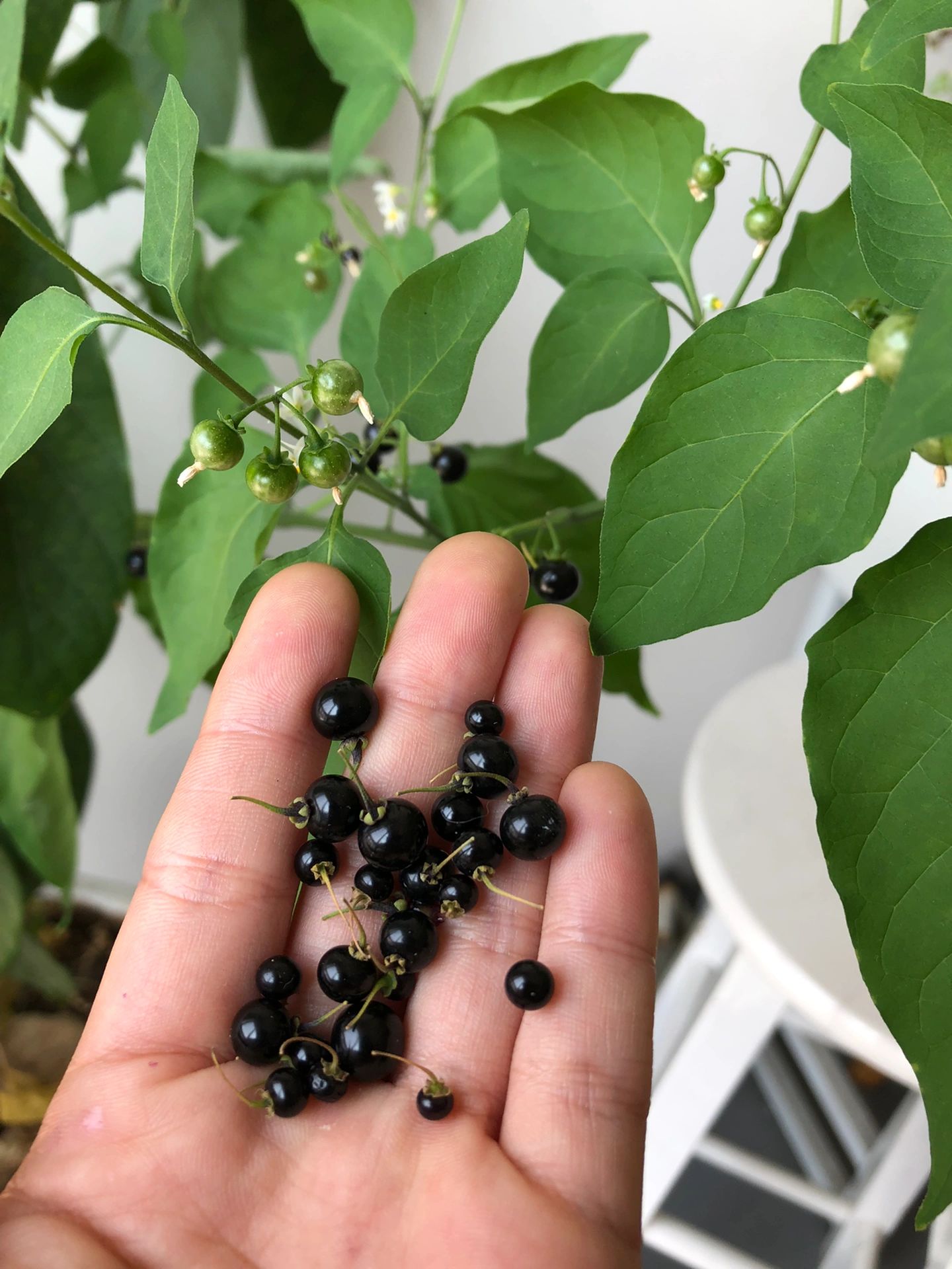 龙葵——小时候吃的野果大家还记得吗 据《唐本草》和《本草纲目》