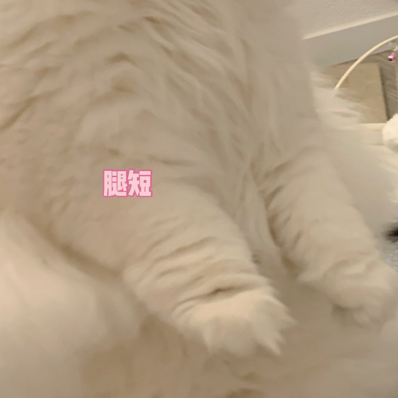 我要踮jiojio 新物种,土拨猫 想看热闹可惜海拔不够