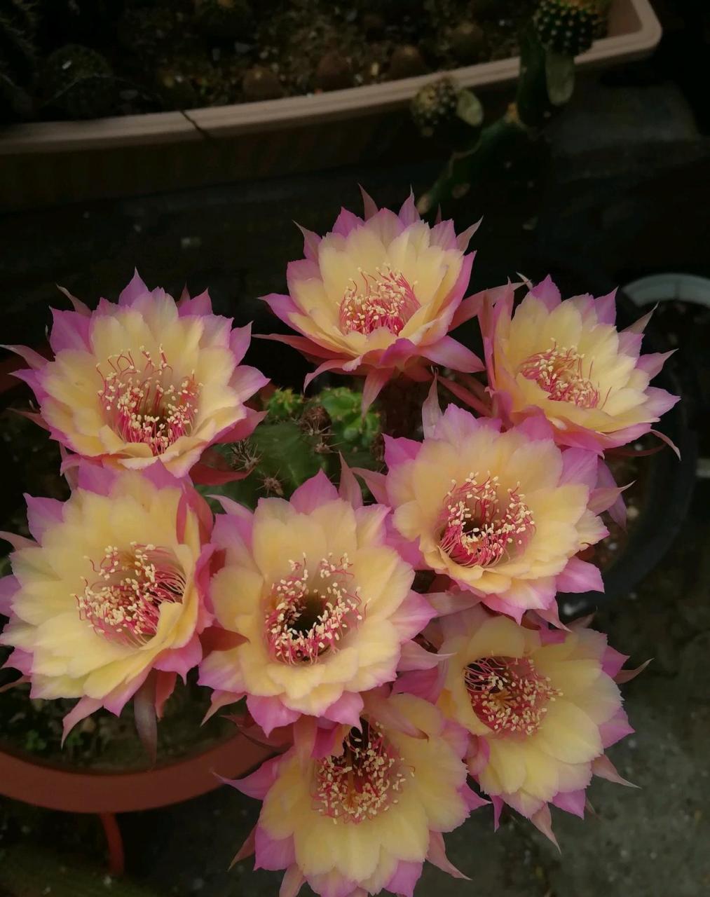 这个品种名叫"极光",丽花球属经典品种,球体不大,开花能力超强,花期能