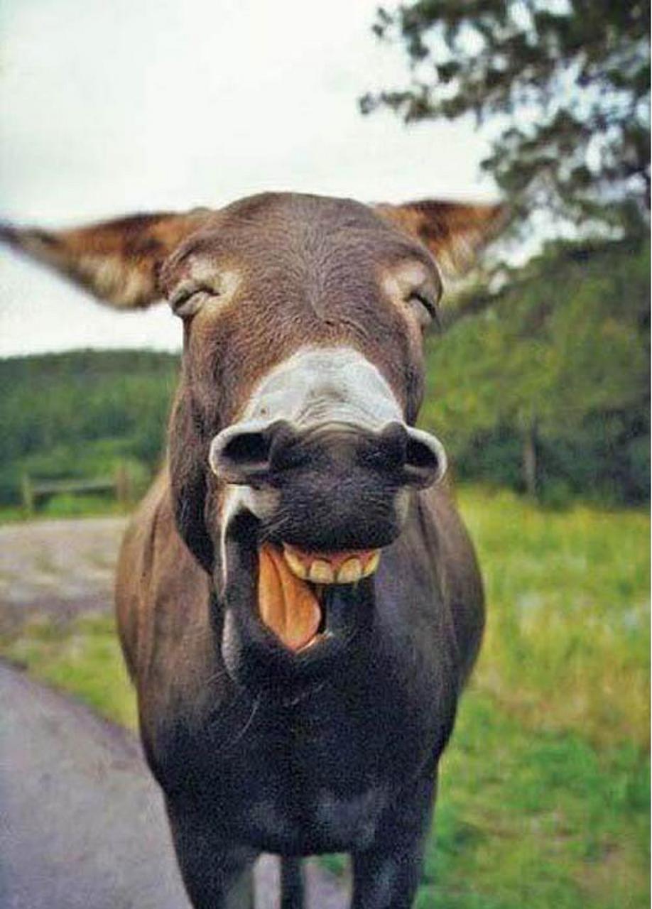 古时,一寡妇与黑驴相依为命,与黑驴日夜相处