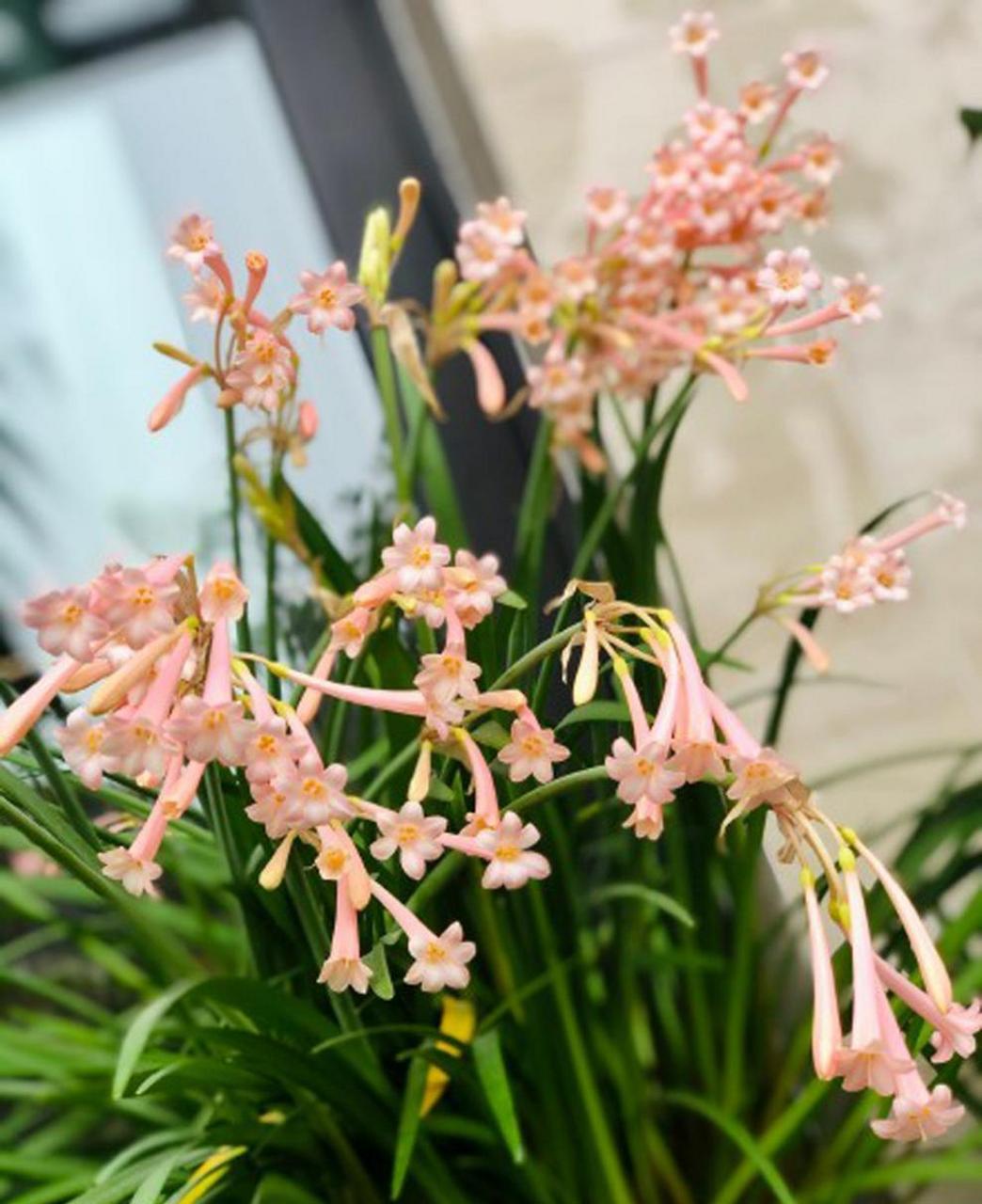 垂筒花,垂筒花! 冬日盛放的小可爱,过年也在开花的球根植物.