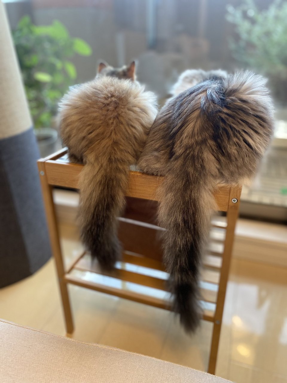 日本推特用户minuminutaro养了2只可爱的小步舞取猫「minu太郎」和