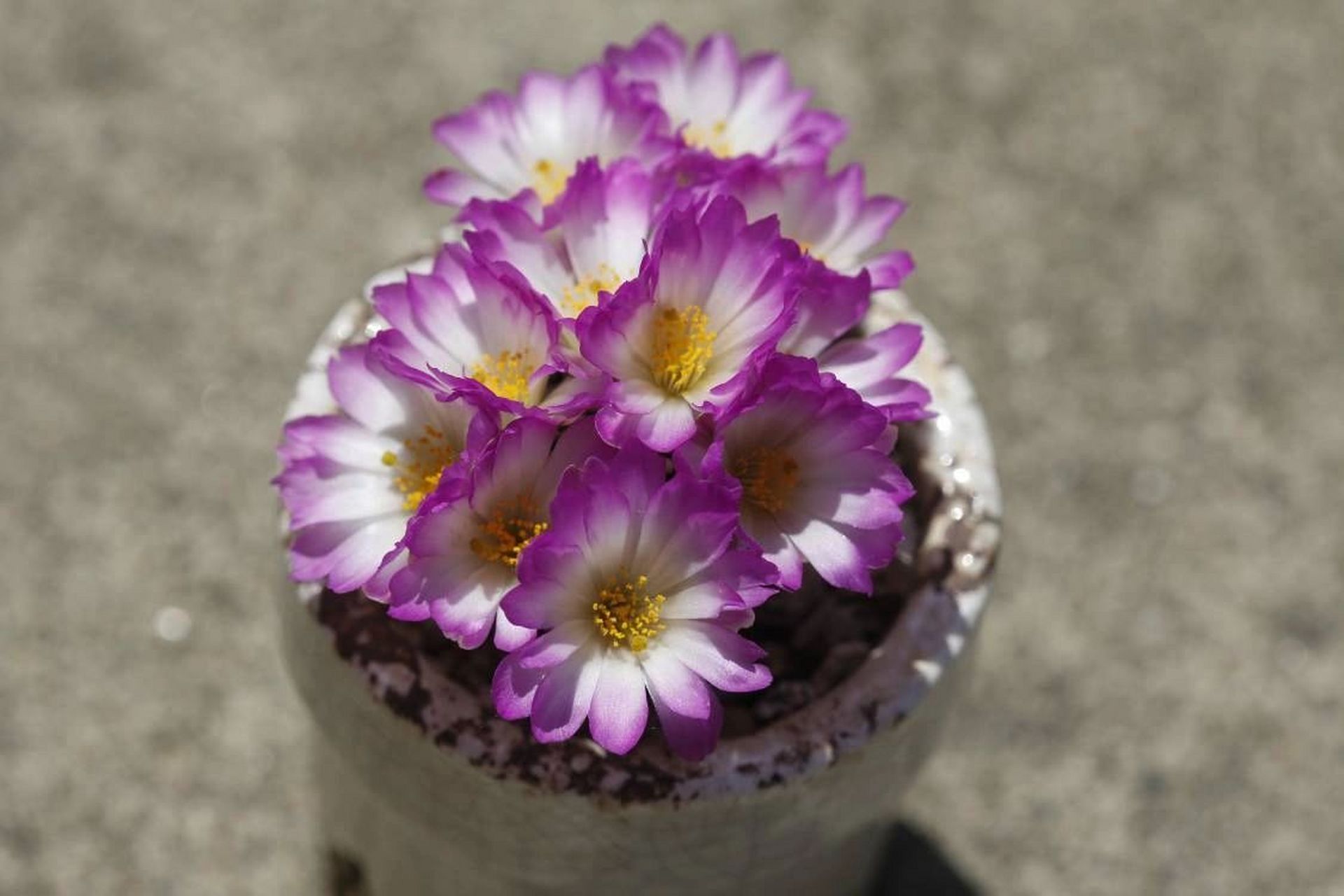 松针牡丹 松针牡丹,仙人球里的小精致,密密麻麻白白的小疣突,不扎手