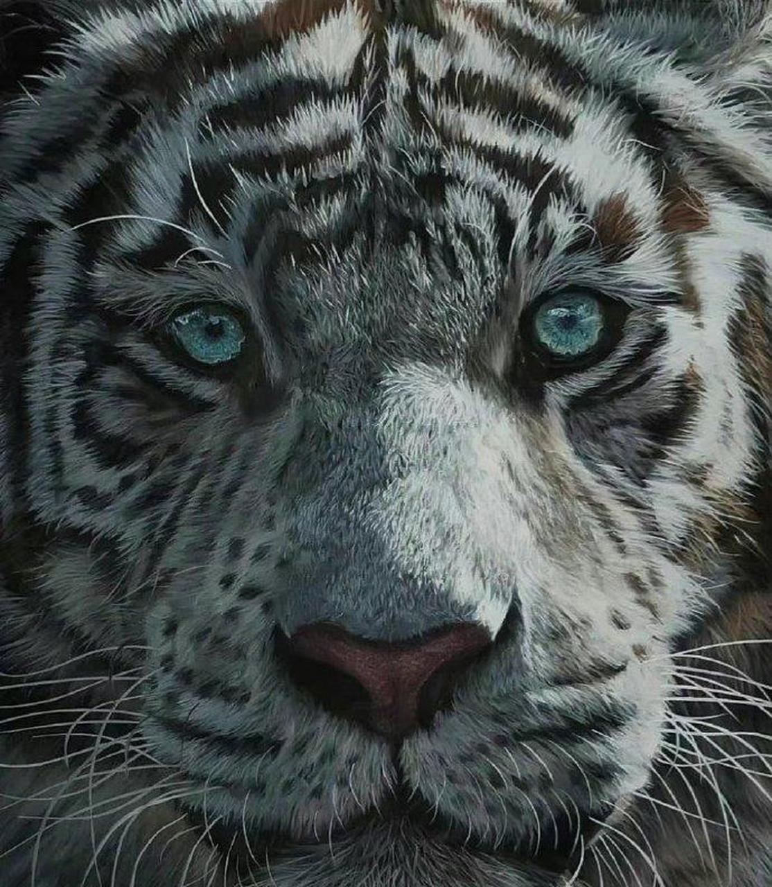 网友:每天和猛兽对视二分钟,猛兽的眼睛可以让你的眼神不再猥琐,雄心