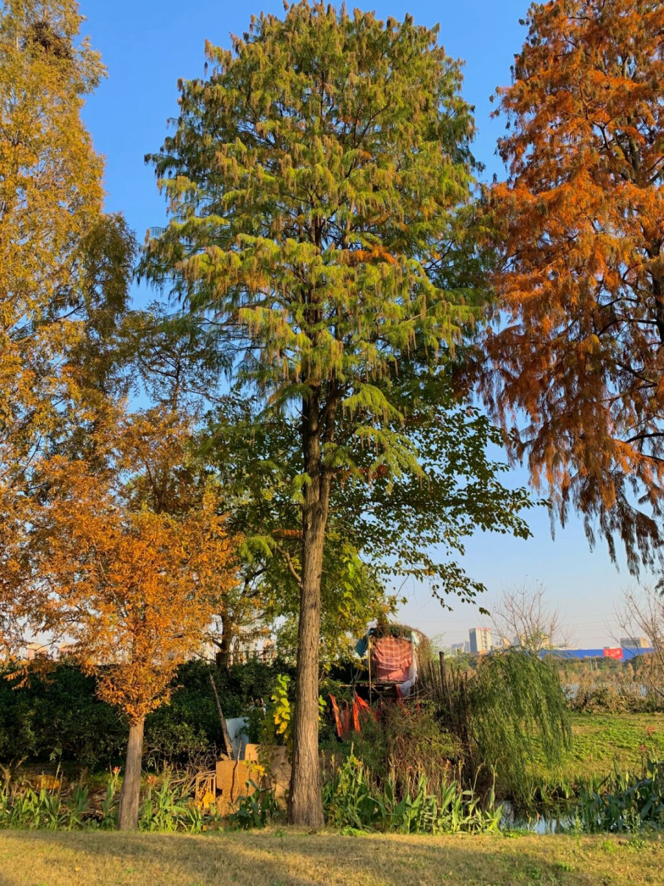 当我走进张毕湖公园,我不禁惊叹这真是一个隐藏的宝藏!