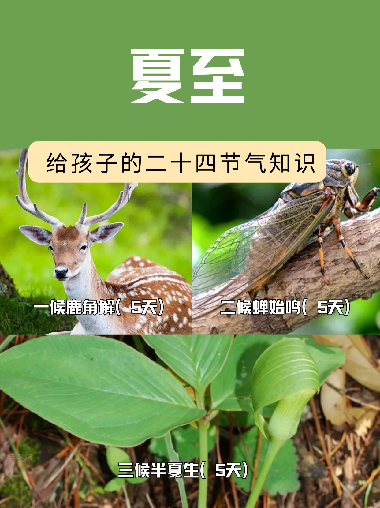 "夏满芒夏暑相连",芒种是夏天里的第四个节气.