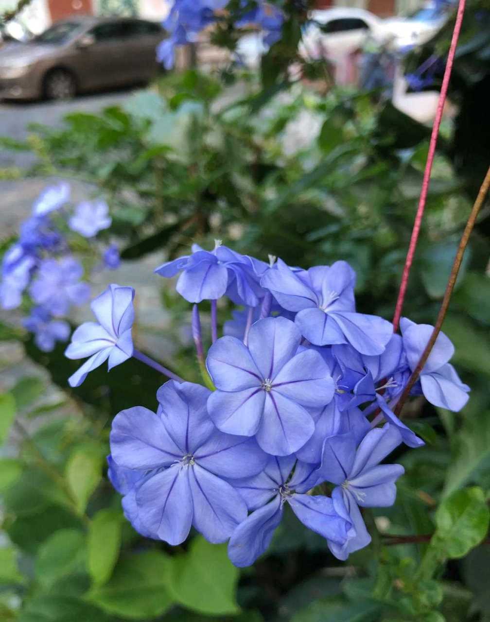 别名蓝雪花,蓝花矶松,蓝茉莉.