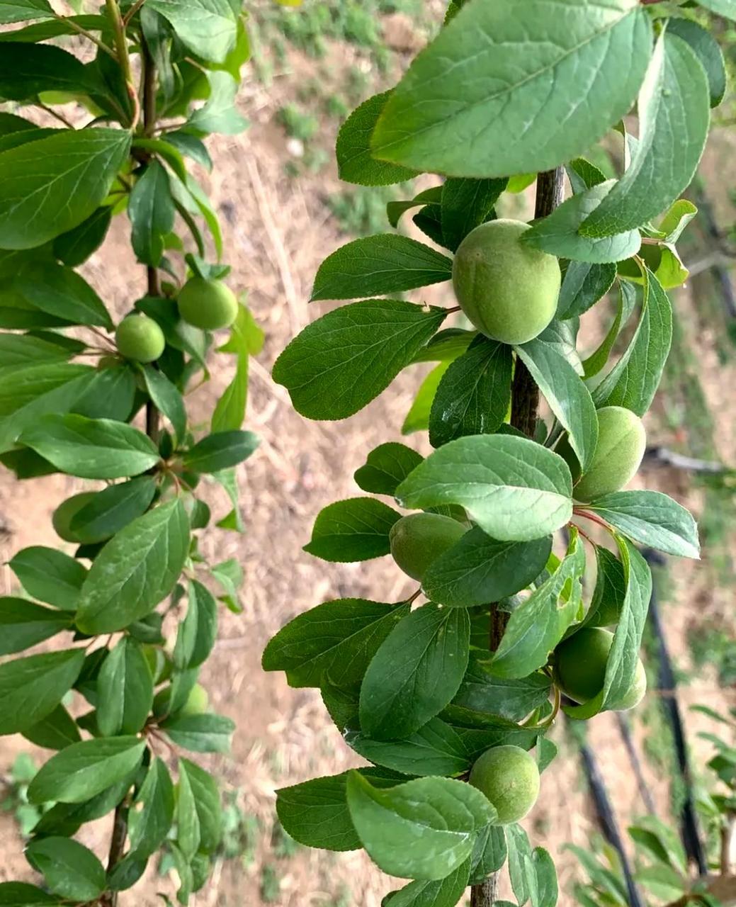 这些李树苗果子的样子让我怀疑它们是否真的是李子,有没有人知道?