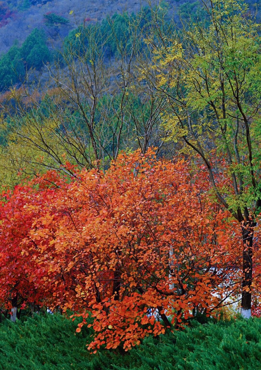秋日枫叶林天花板  深秋的北京,红叶如诗如画,散发着迷人的韵味.