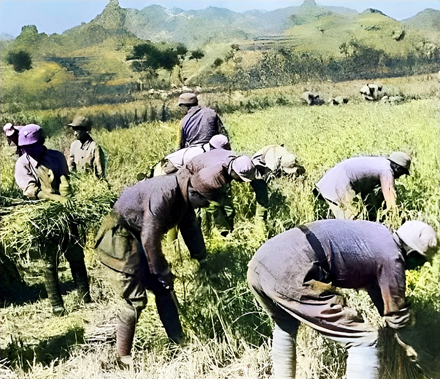 抗战期间,抗日战士帮助农民收获庄稼.这才是真正的军民鱼水情.