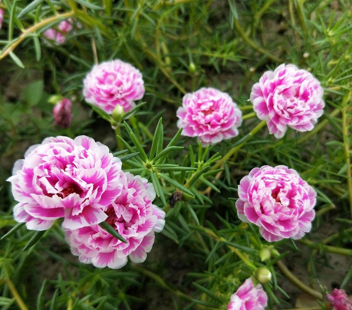重瓣太阳花"粉色芙蓉",一个非常受花友喜爱的品种,株型低矮紧凑,长得