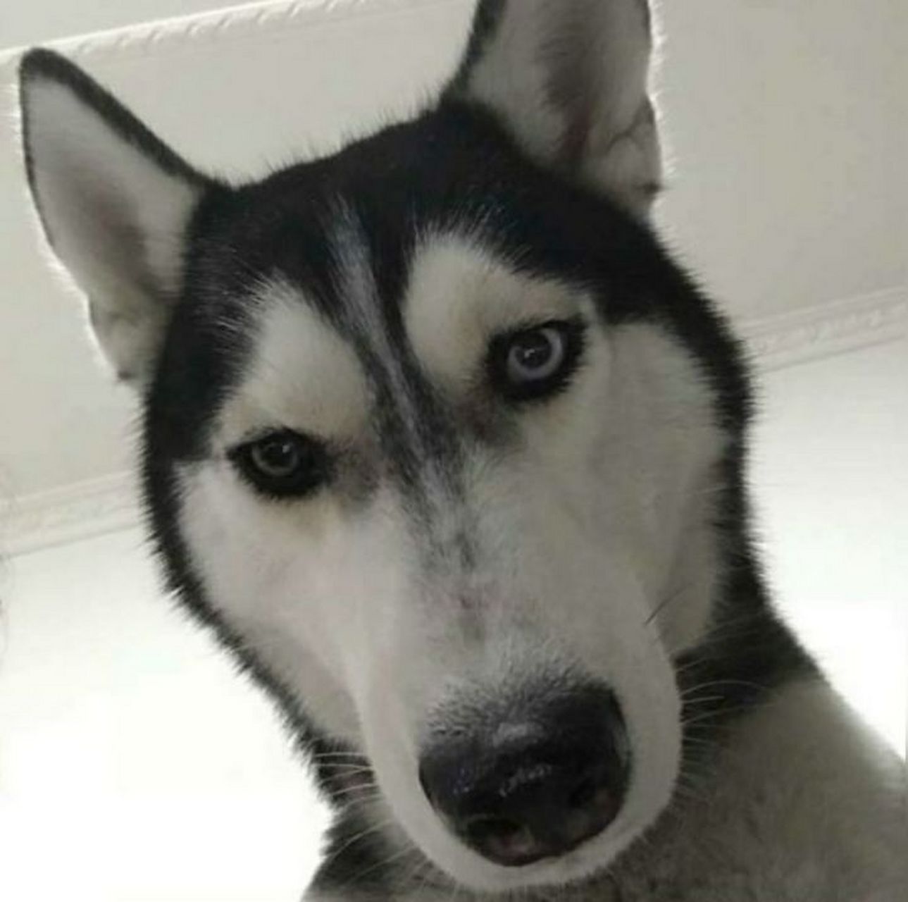 男生头像之狗子