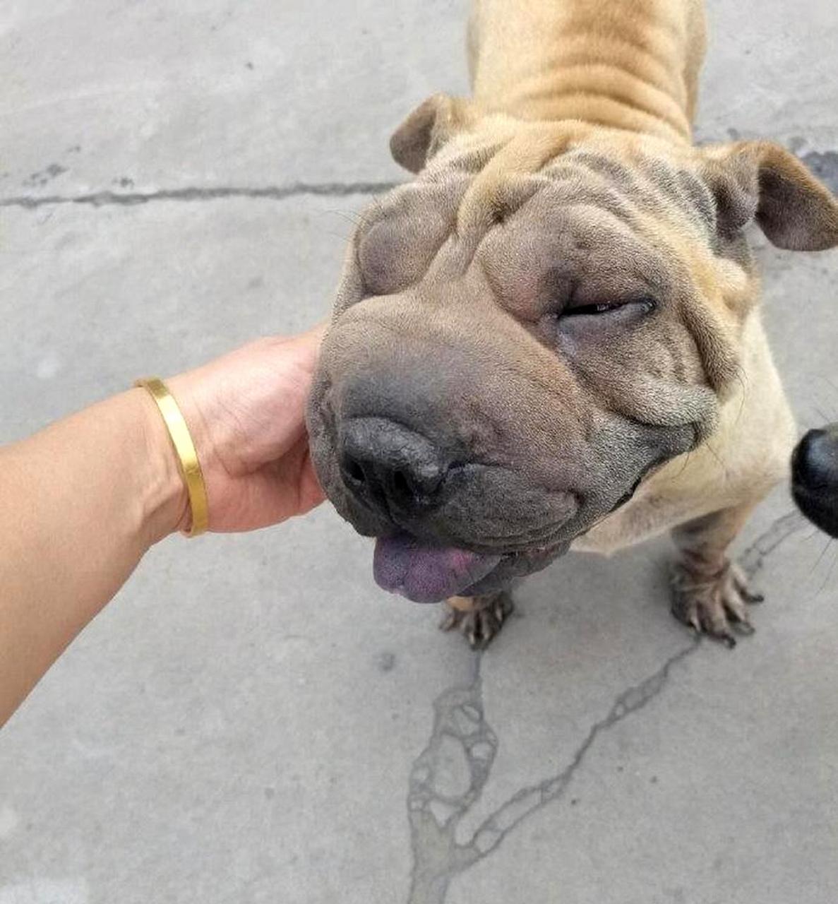 有没有比这只狗更丑的?