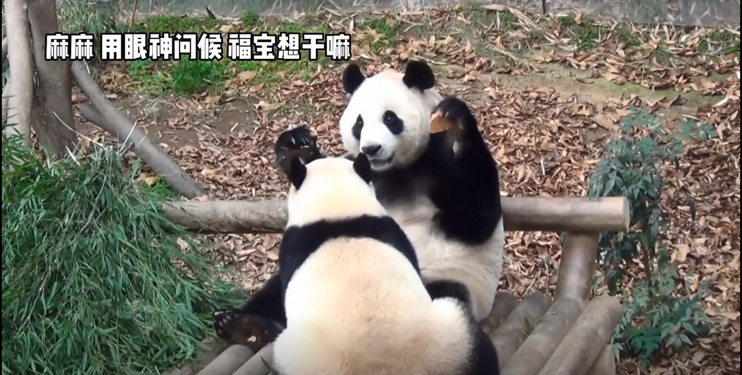 大熊猫福宝# 福宝被妈妈揍出猪叫声,爷爷着急了:爱宝,再打要出熊美膊