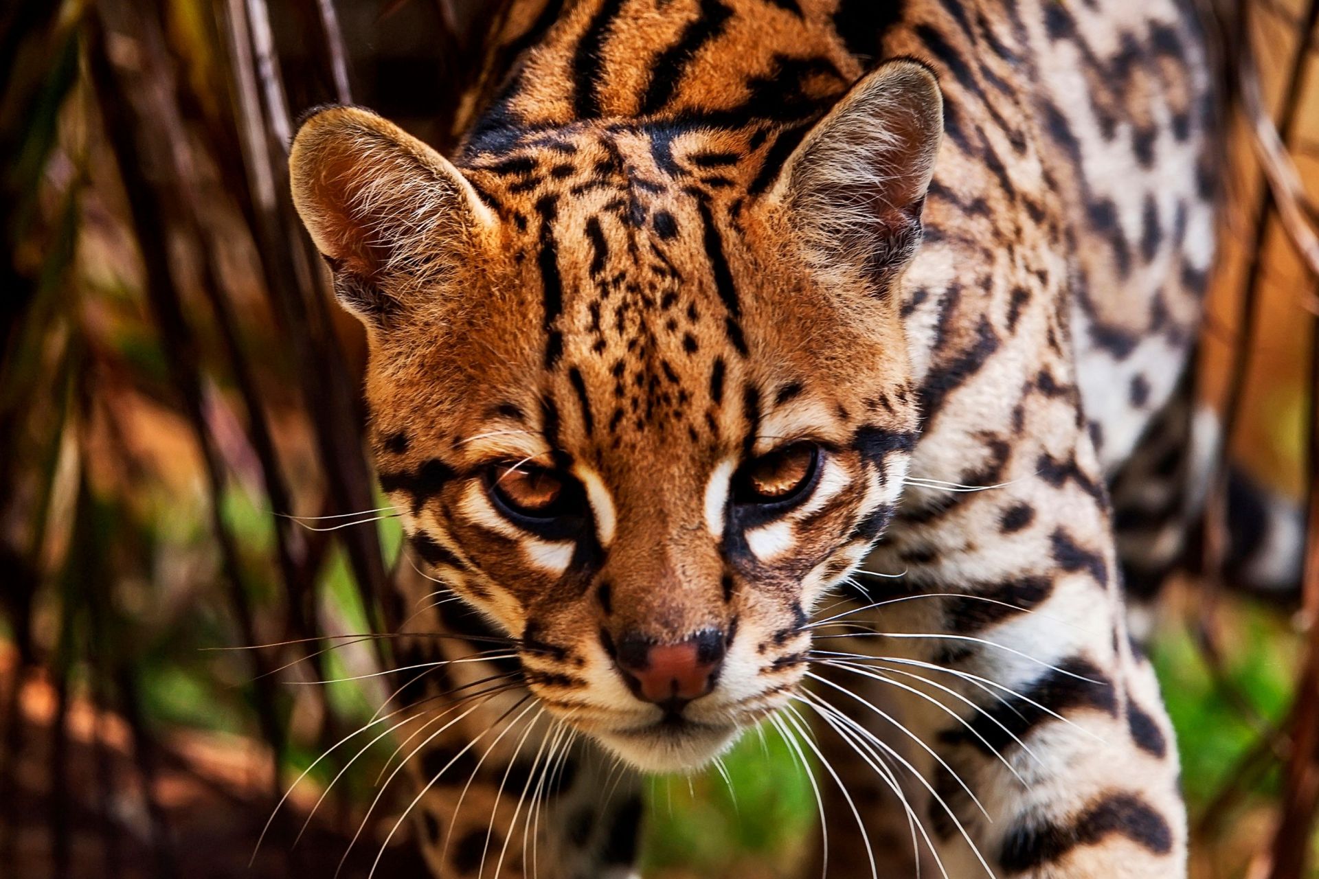 是一种分布于亚洲的小型猫科动物,有着美丽的豹纹皮毛和流线型的身体