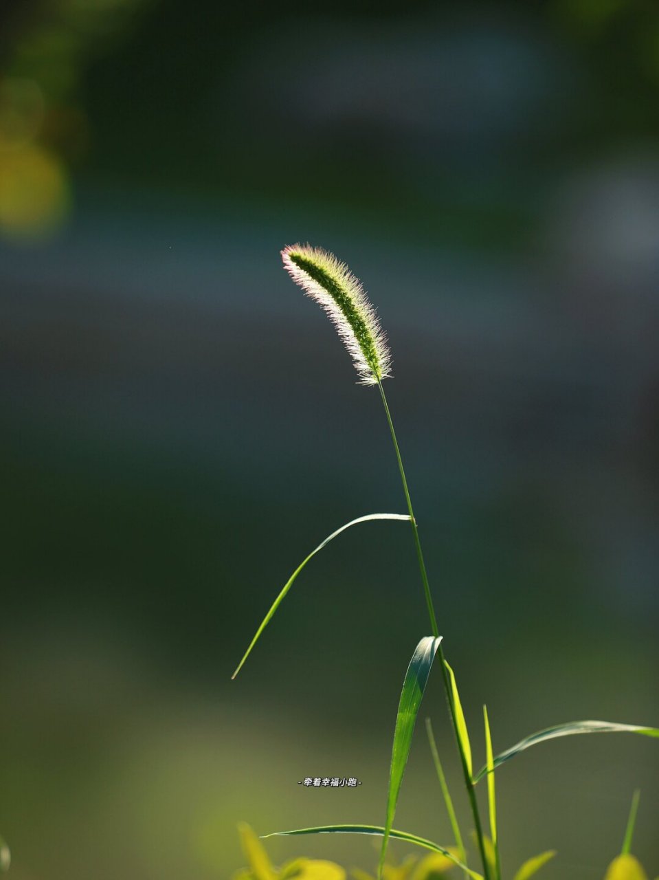 狗尾巴草造型图片图片