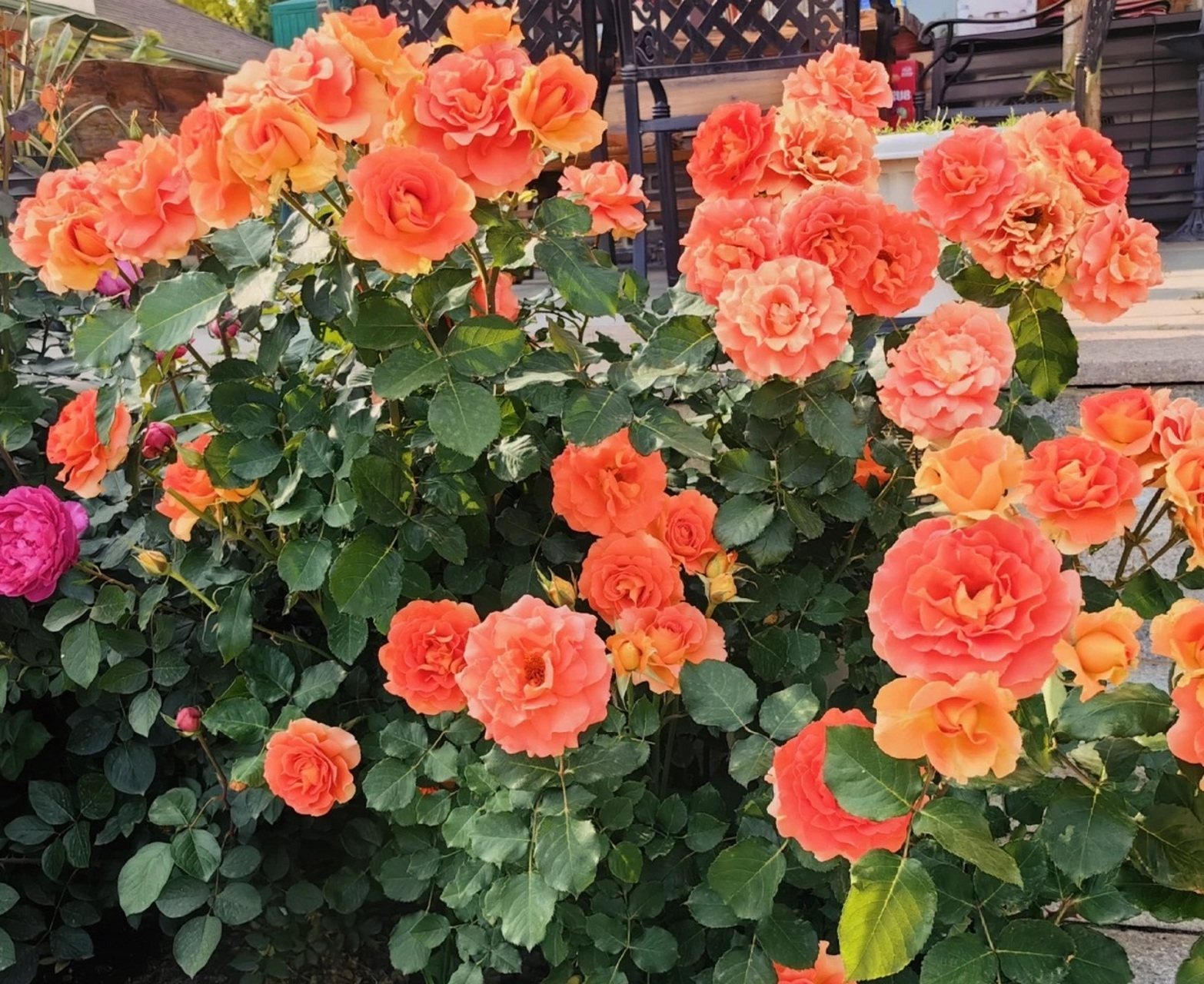 给大家推荐一款优秀,值得养的月季花——铜管乐队,走复古路线的品种