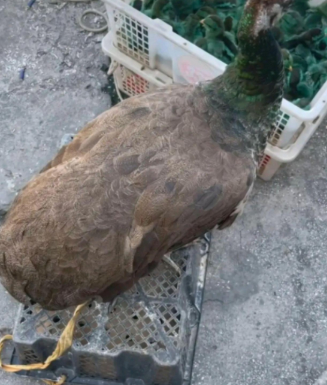 孔雀幼苗是这样吗,要不要买一只