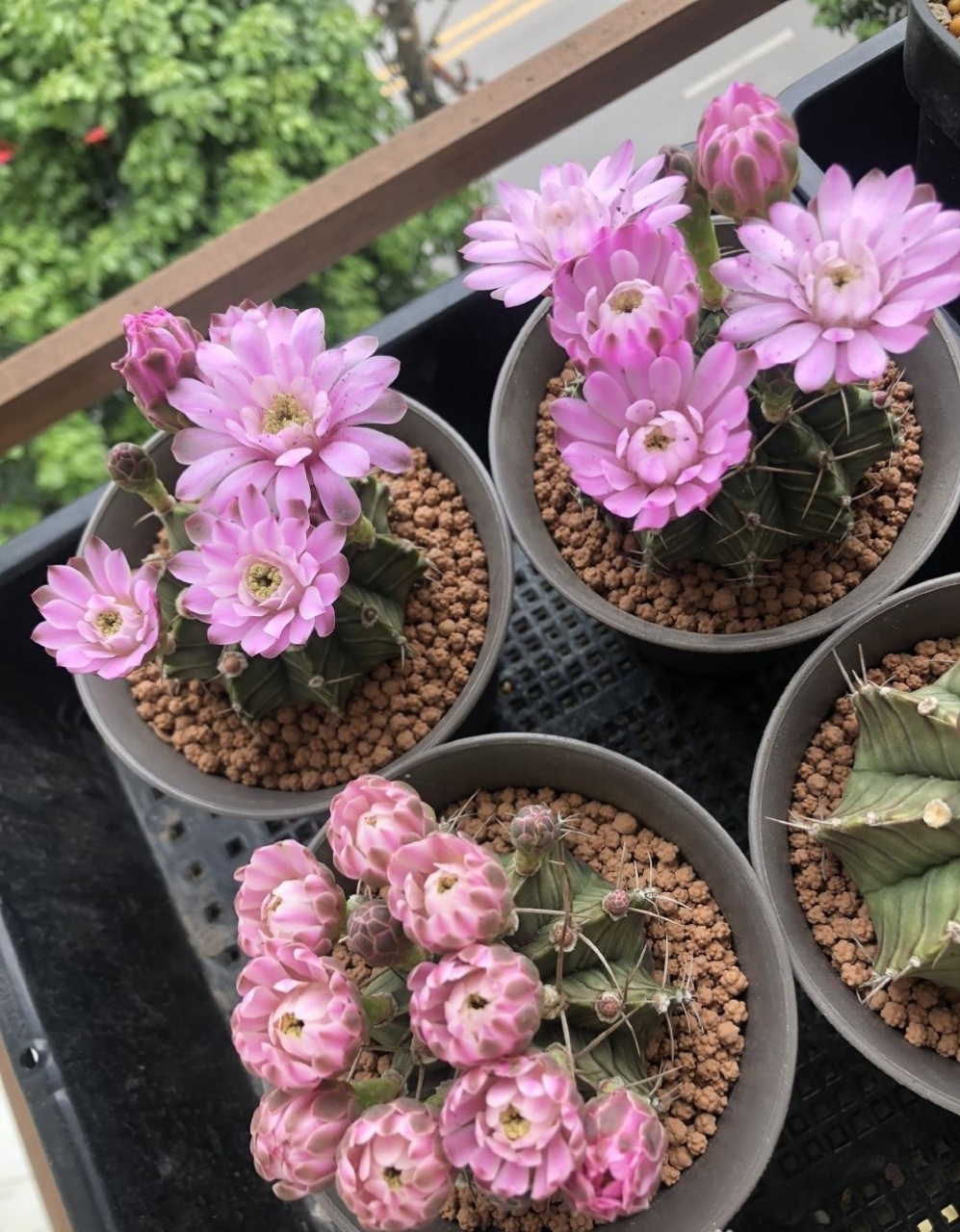 给大家推荐一个很值得养的品种——丽蛇牡丹,裸萼球属,球体圆润,小巧