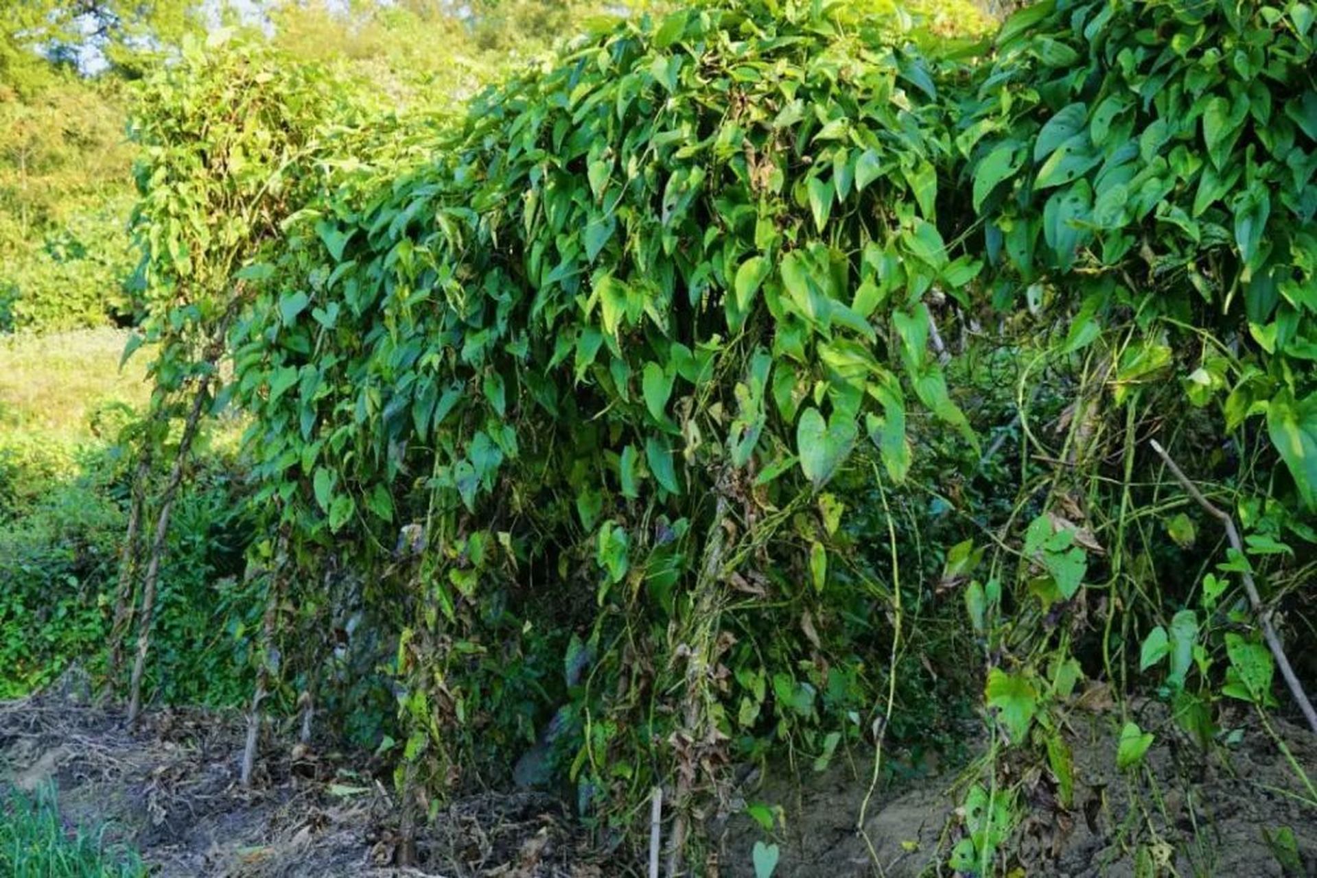 脚板薯肉质鲜甜,营养丰富.种植也比较简单.