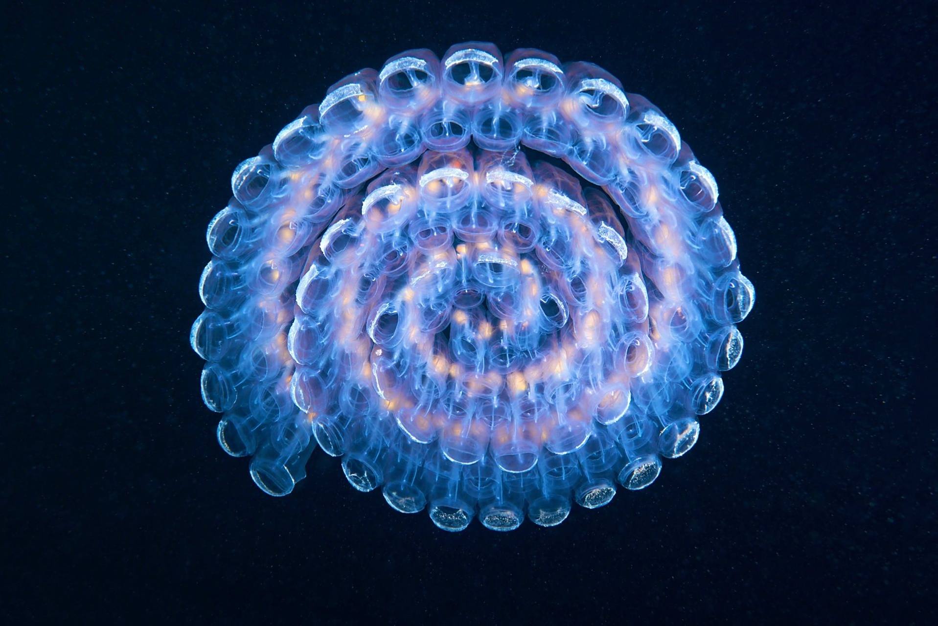 螺旋樽海鞘|惊艳的海洋漂流者 98 学名:pegea confoederata  98