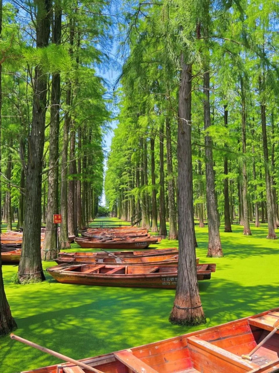 扬州版绿野仙踪|渌洋湖湿地公园  电影《这么多人》取景地~ 拍照完全