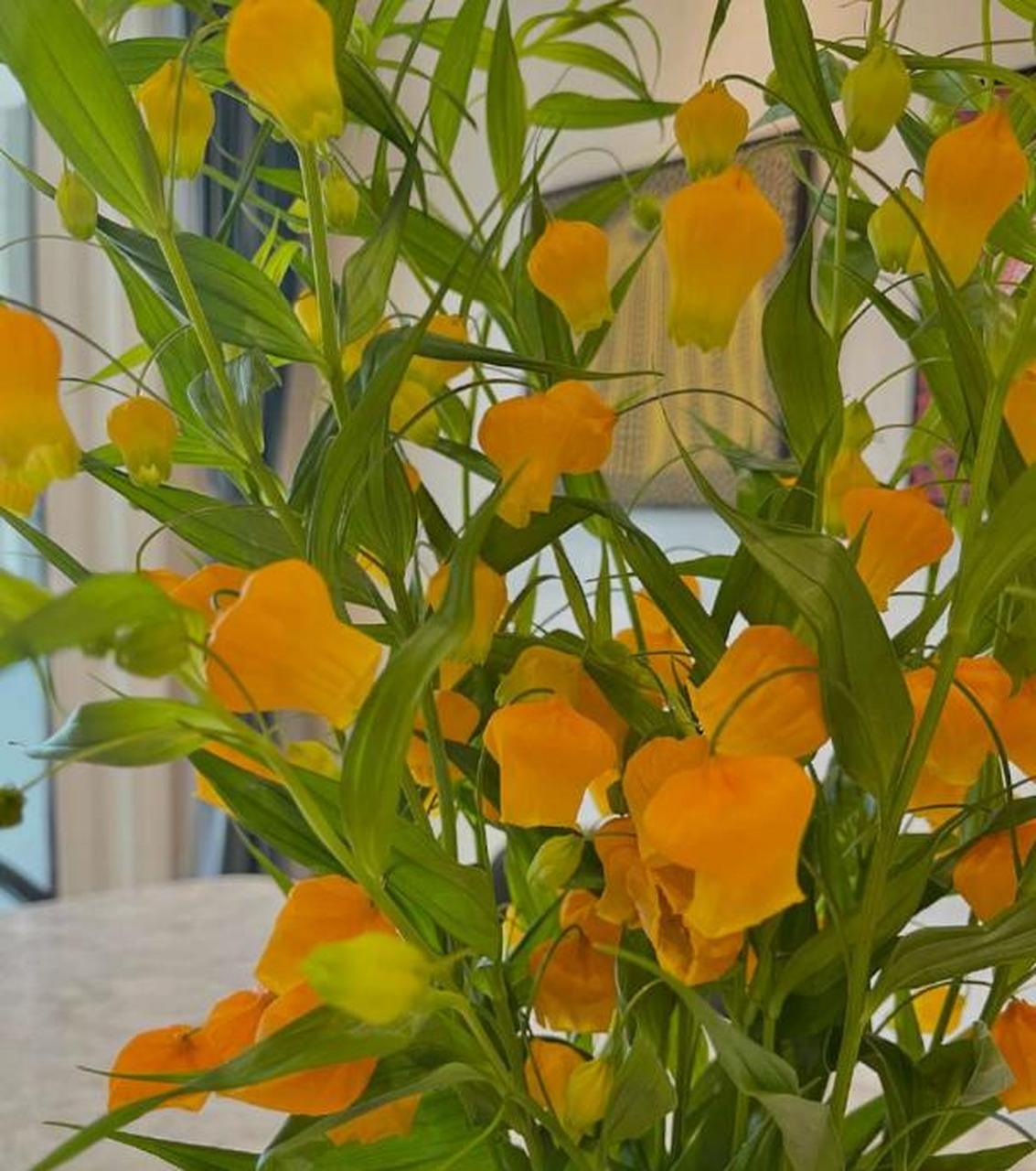 宫灯百合的花语,令人过目不忘,开花淡雅颜值颇高