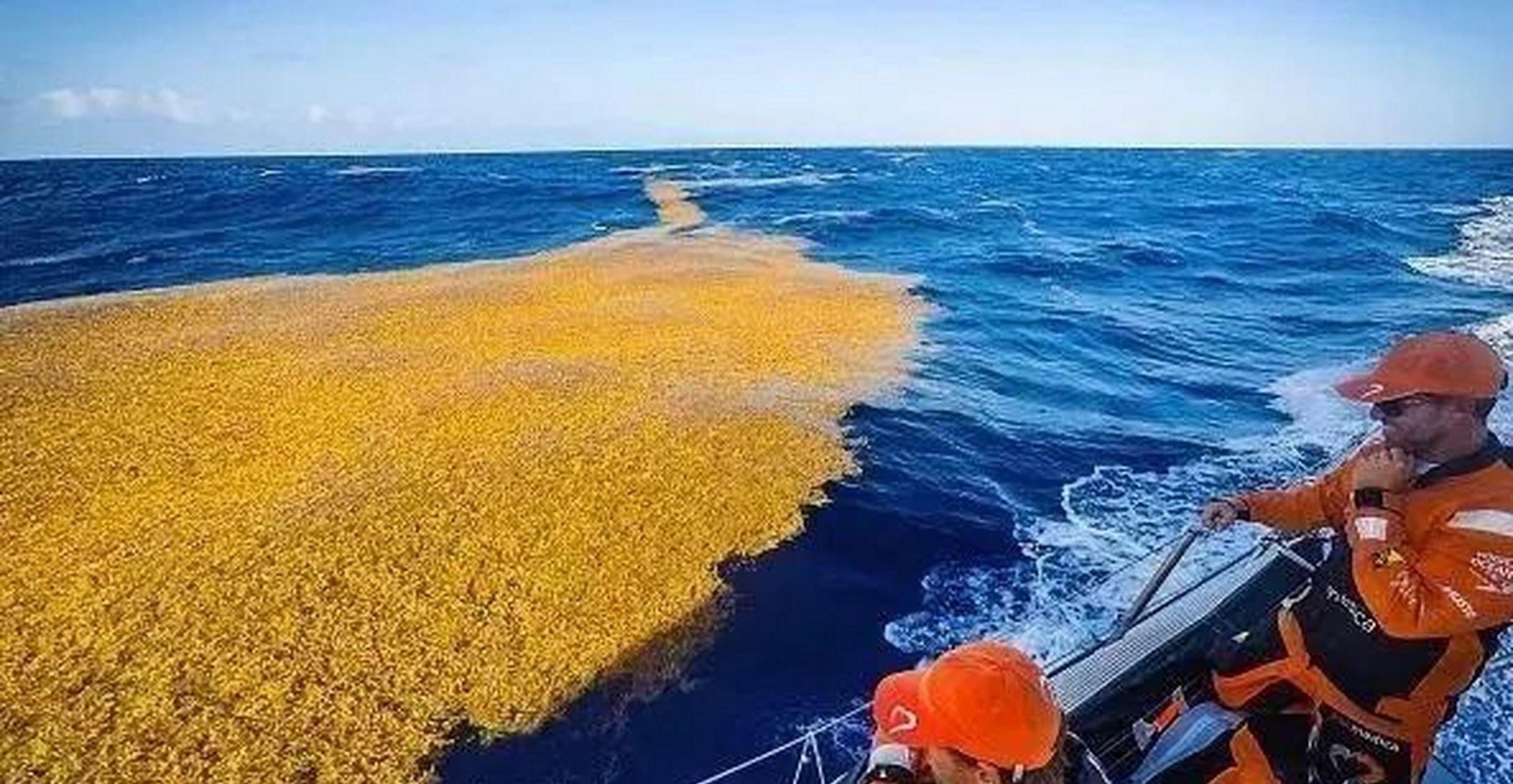 大有学问# 马尾藻海是一片神秘而危险的海域,在这里,马尾藻连绵簿绝