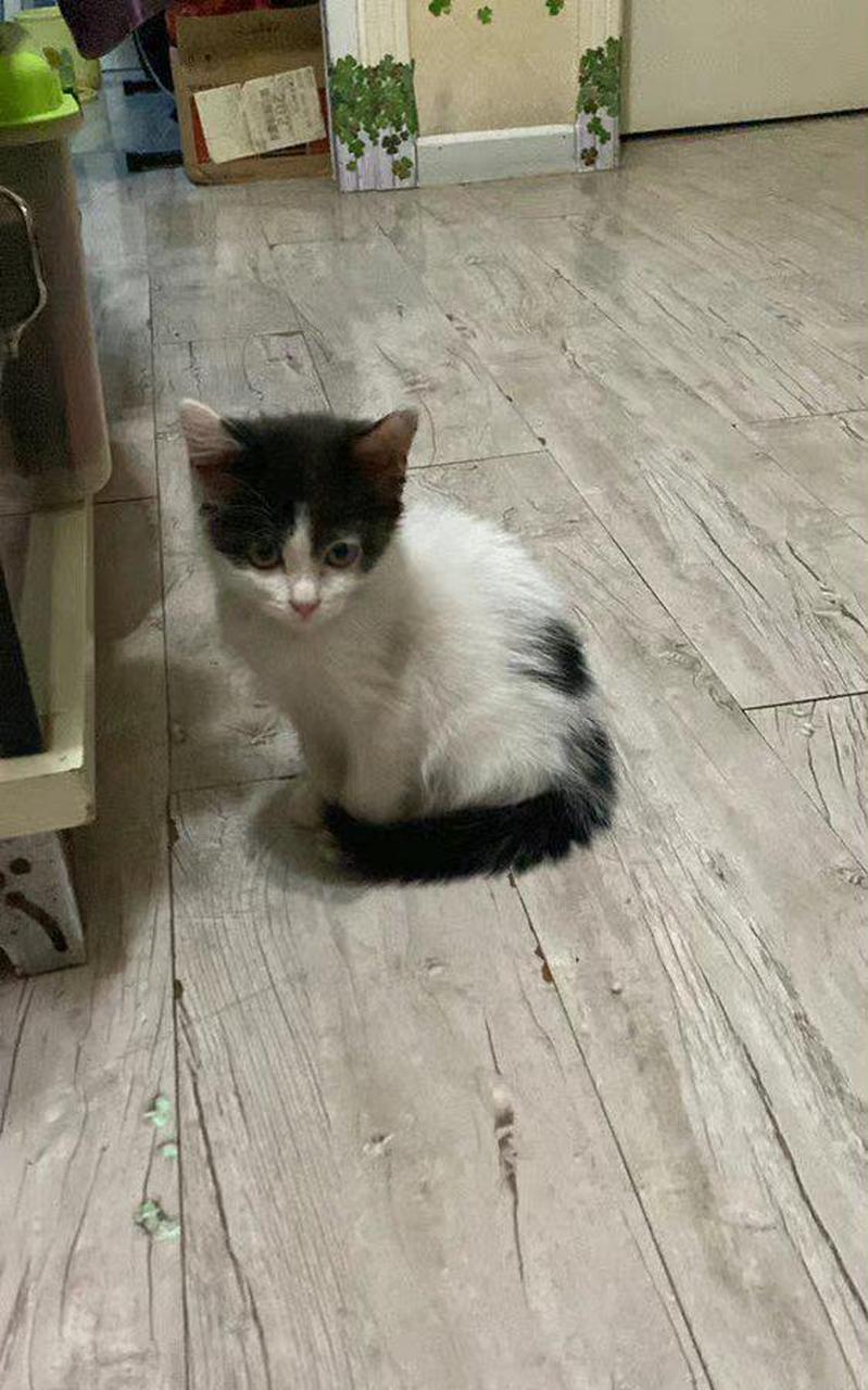 四张是同一只小猫从小到大的照片 长大的过程中半边脸慢慢褪了色