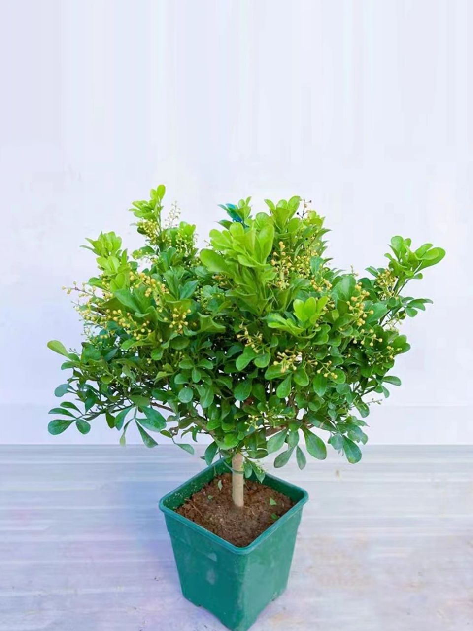 米兰花,米兰花别名"米仔兰""米兰""鱼仔兰"等,是一种属于楝亚科米仔兰