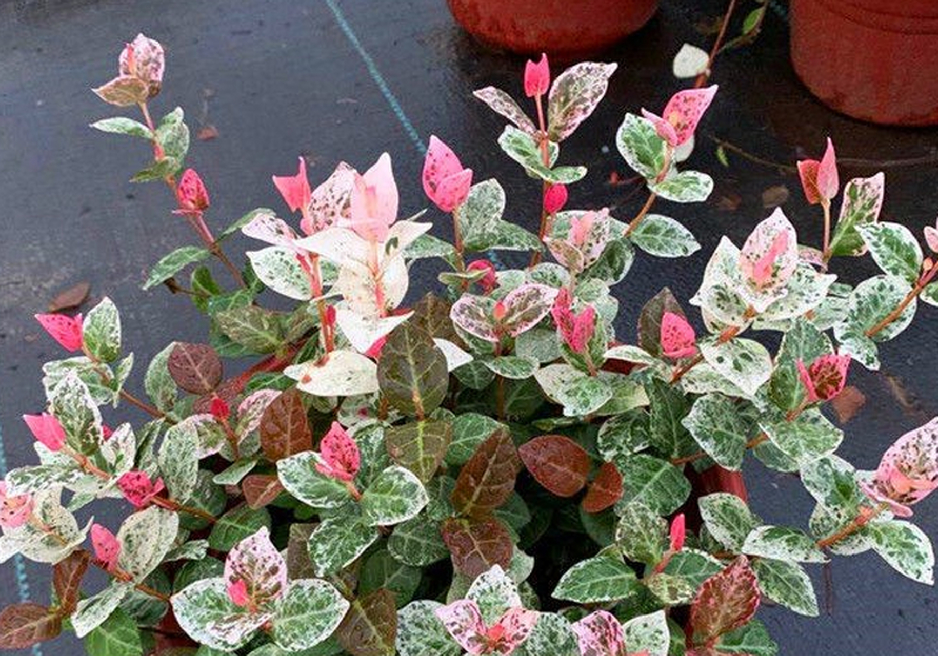 花叶络石它的叶片有白色,粉色和绿色掺杂,一片祥和,层层叠叠的叶片