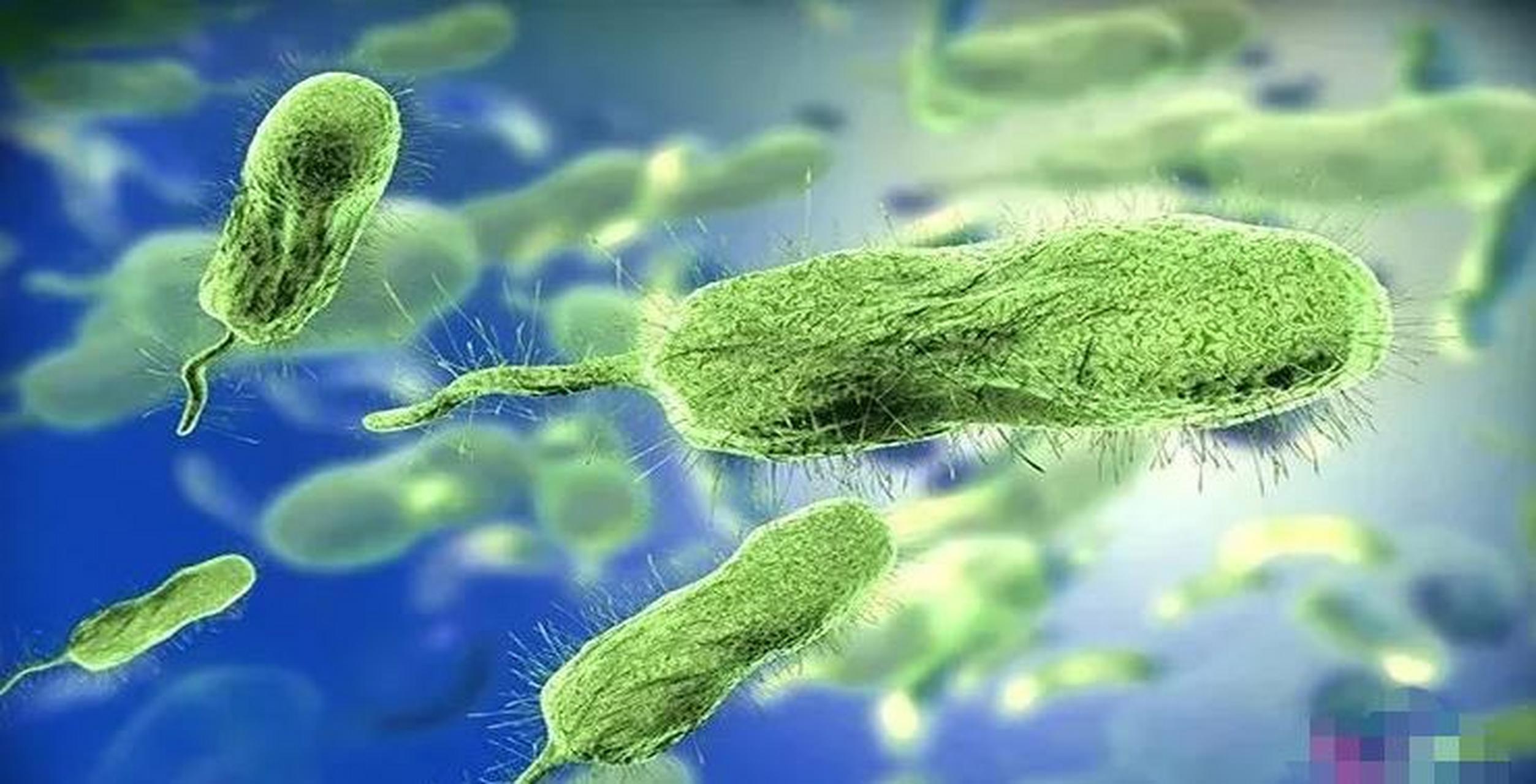 创伤弧菌生物被膜形成能力及影响因素  介绍: 创伤弧菌是一种革兰氏