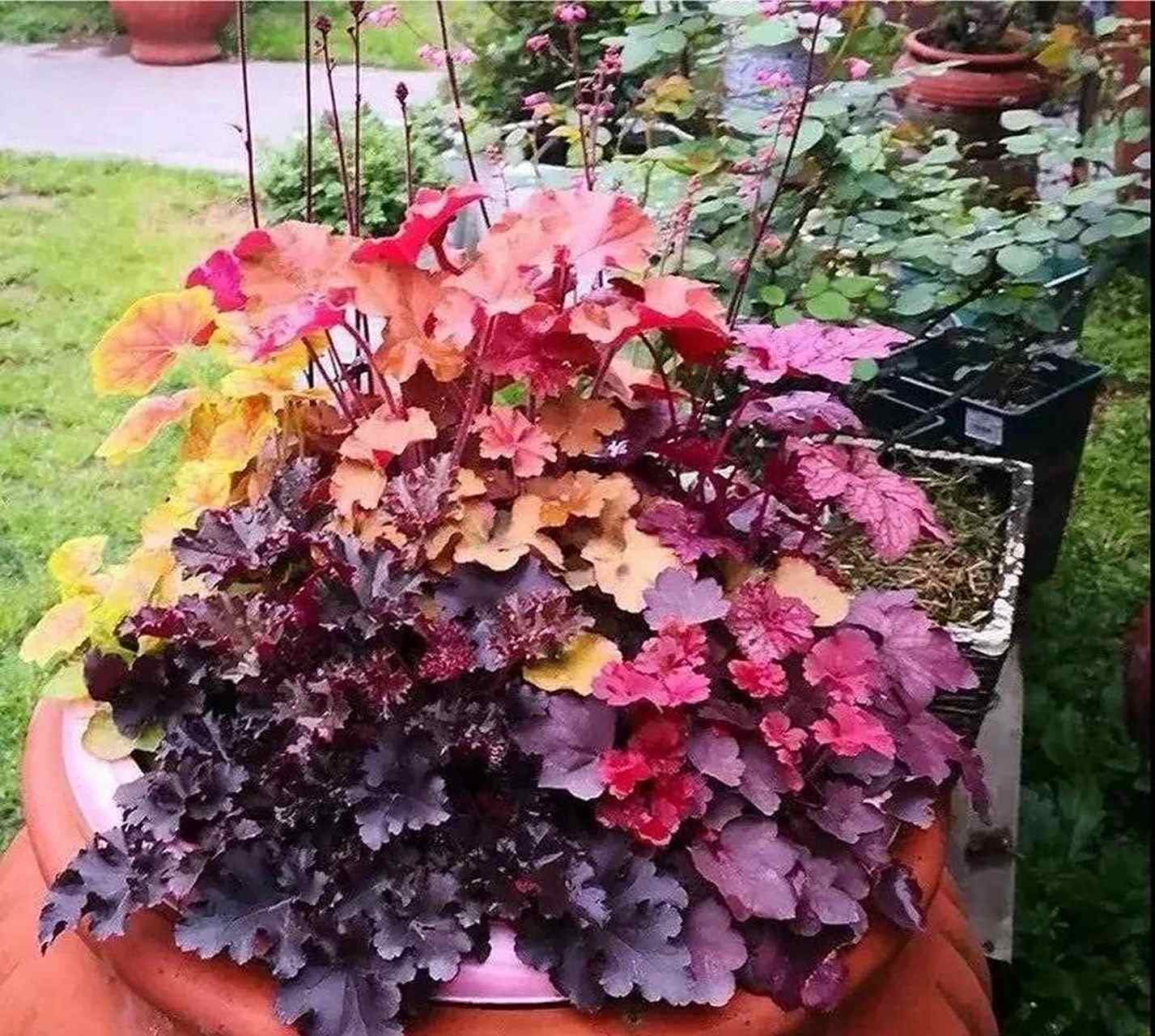 矾根是观叶植物,它的叶片色彩缤纷,可以地栽和盆栽,因为它耐寒性较好