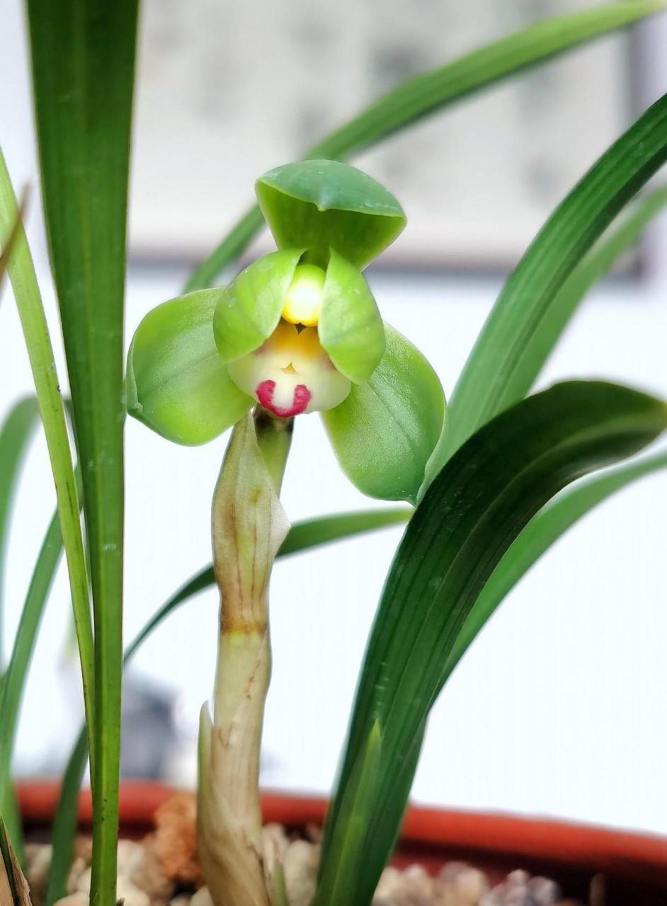 被称为掌中宝的春兰翠盖荷,翠盖荷是春兰中的矮种荷瓣,不仅叶片短