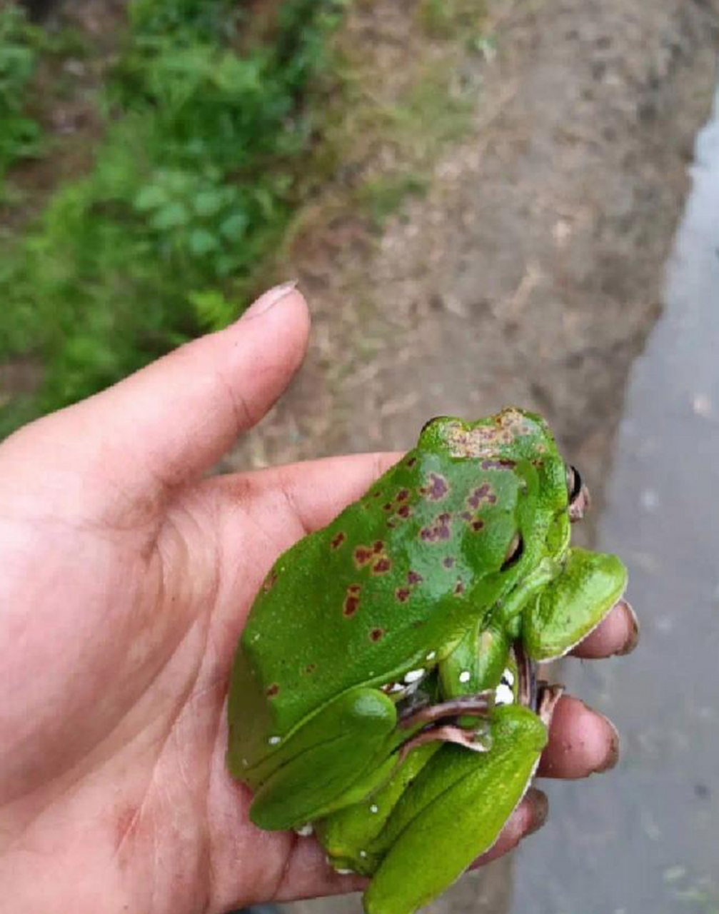 网友:这是哪个品种青蛙,有毒吗?