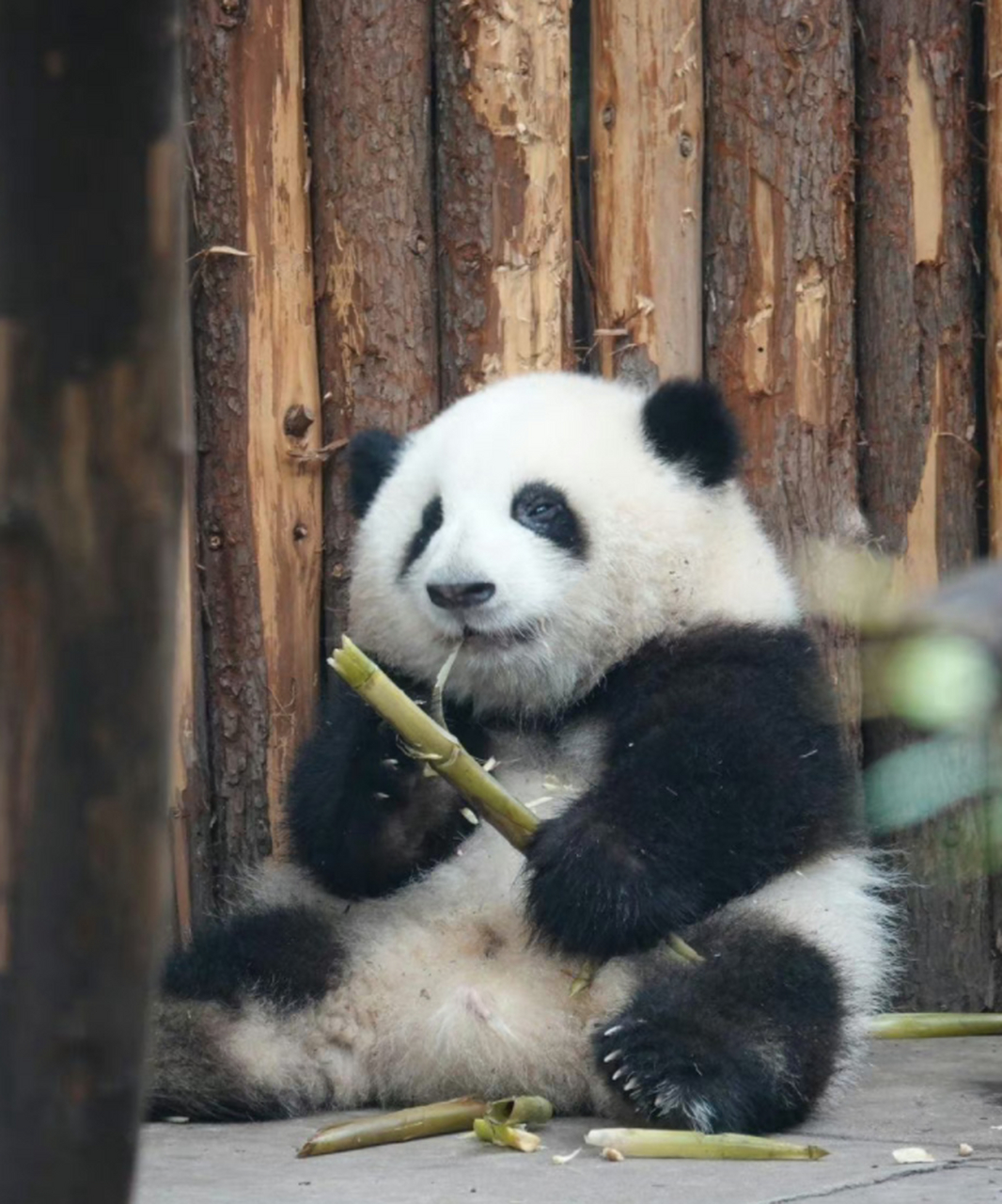 可爱的大熊猫 像片图片