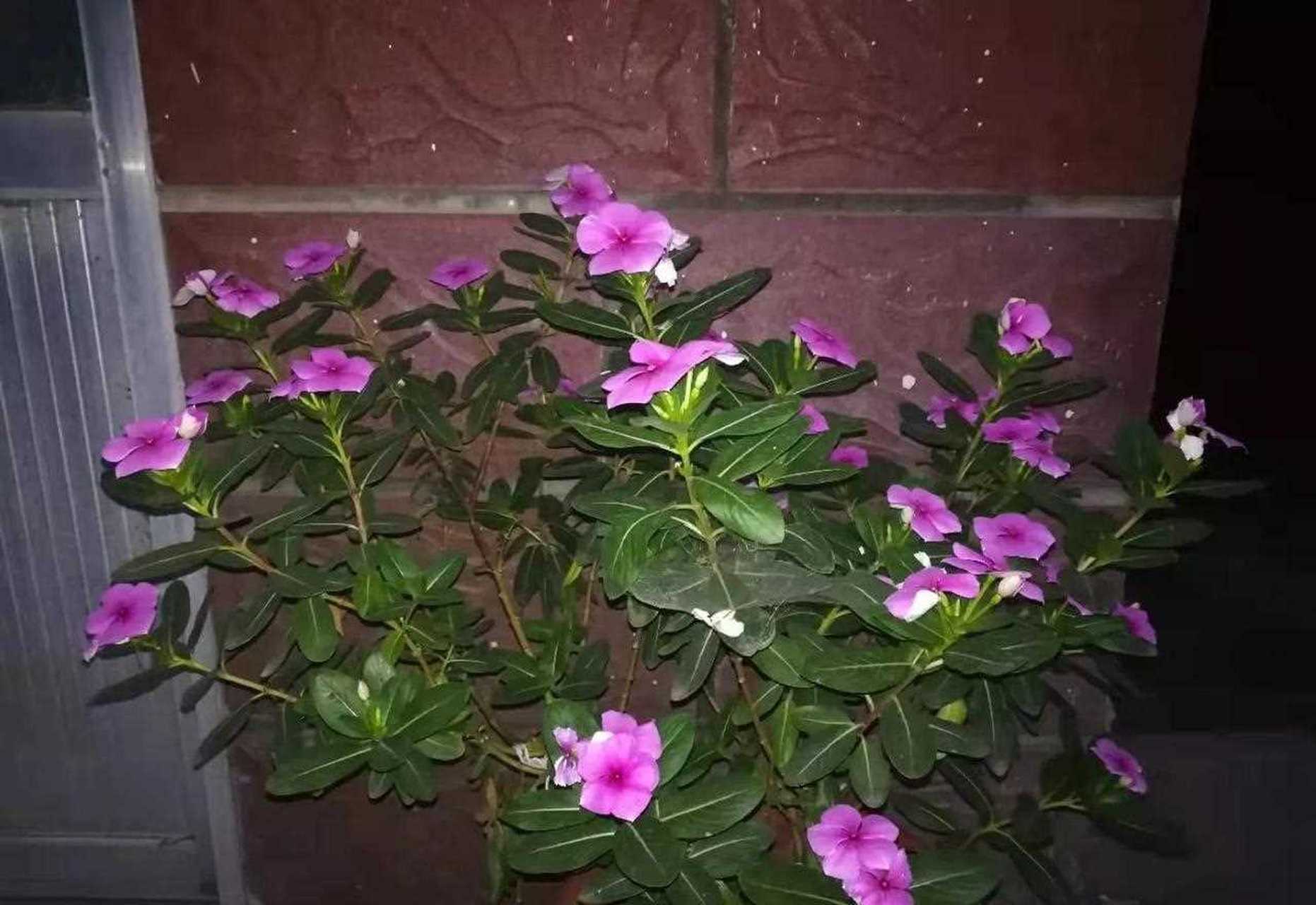 玻璃翠花也称凤仙花,属多年生草本植物,开的花有多种颜色,有鲜红色