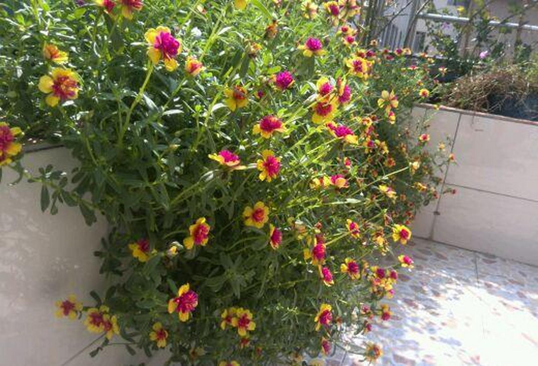 可以试试养这个品种——黄重楼,"重楼"系列阔叶太阳花的佼佼者,花朵