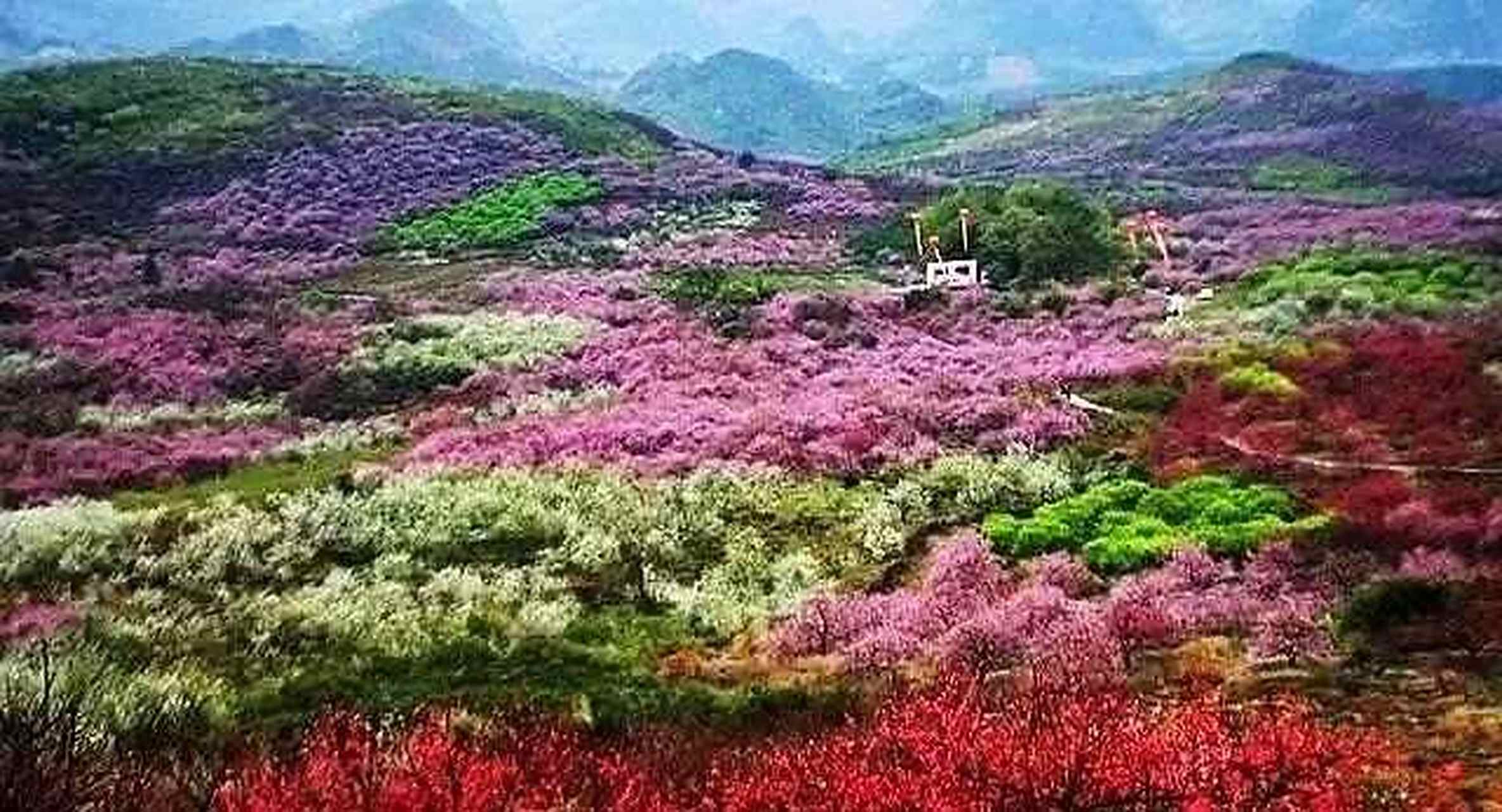 媲美西藏林芝桃花的广西恭城桃花节2号正式开幕!