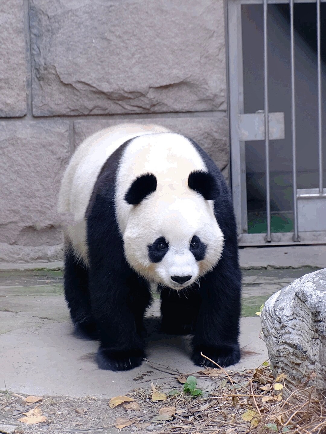战术等待者小白天的耐心策略与沉默的力量