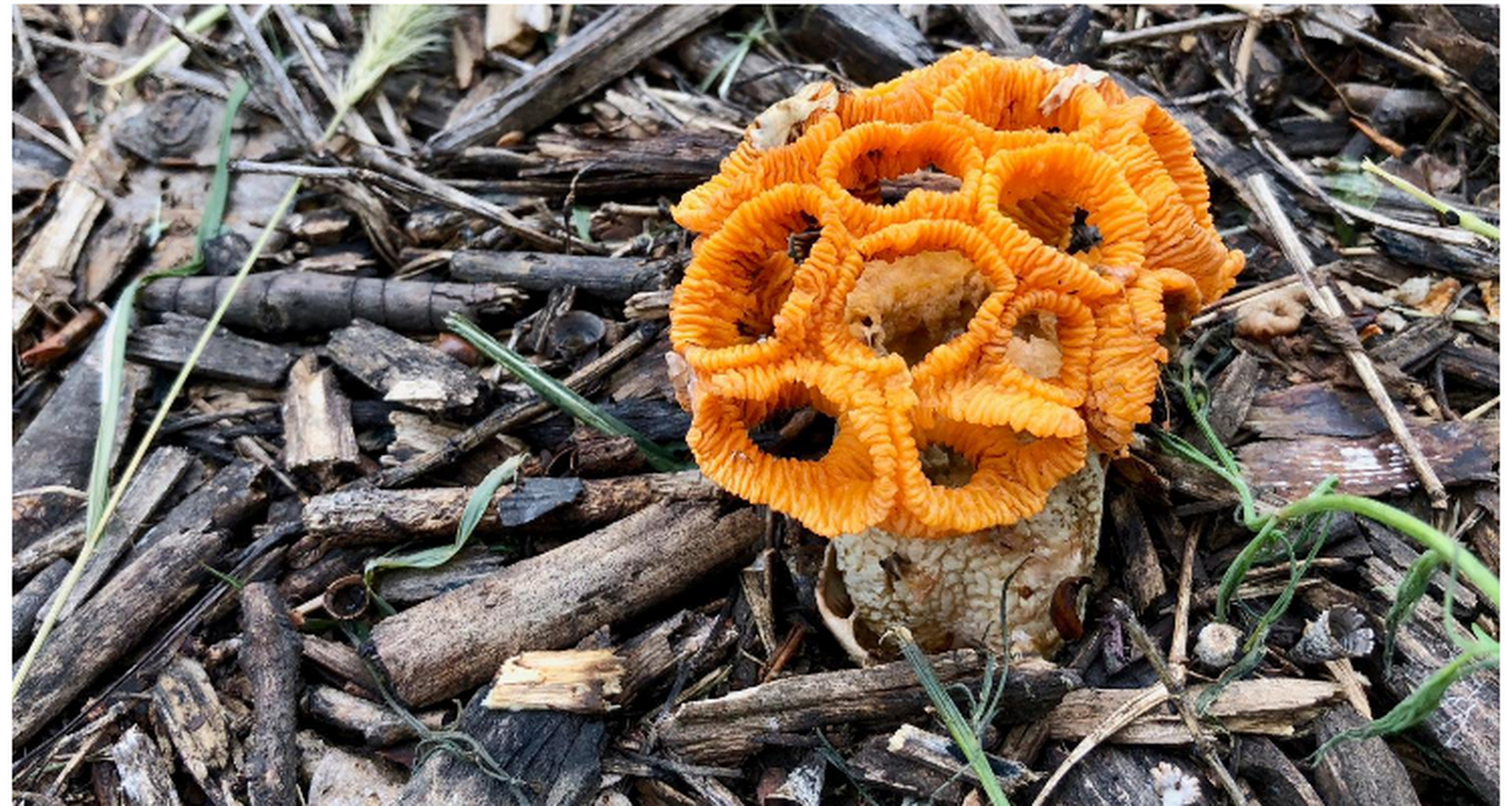 世界上最奇特的植物 红笼头菌,最不像植物的花 红笼头菌为鬼笔科的一