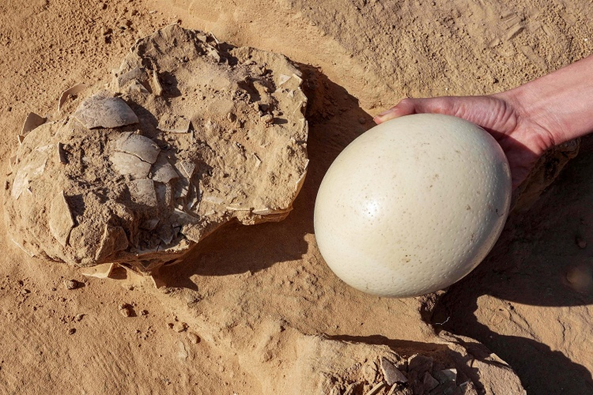 以色列发现史前鸵鸟蛋 以色列考古工作人员展示新发现的4000年前鸵鸟
