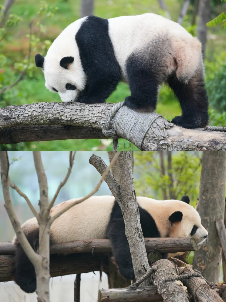 十一成都熊猫基地  刚回!避开人流必看攻略!刚好约到10.