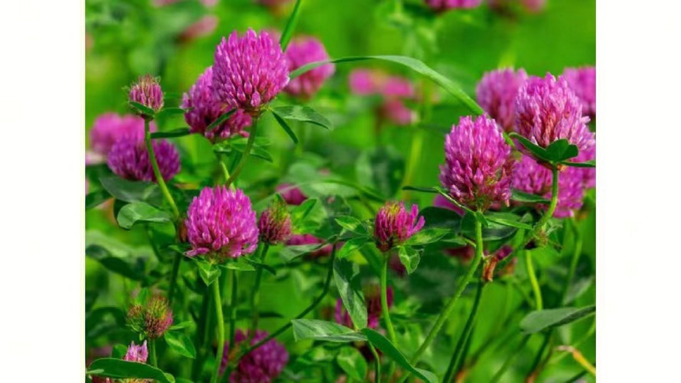 红车轴草  花材:红车轴草 学名:trifolium pretensel.