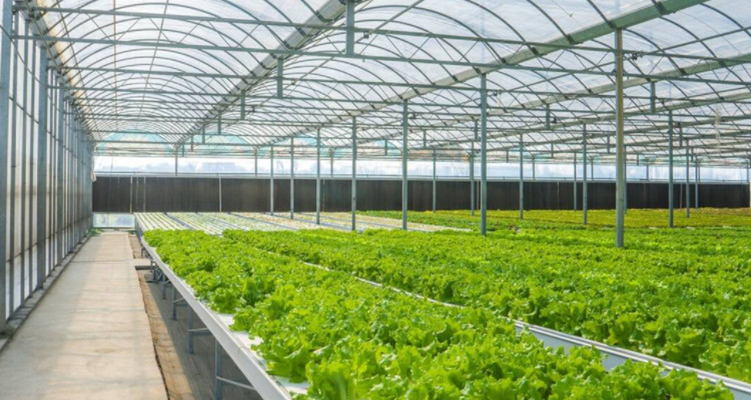 种植蔬菜大棚是否能挣钱,取决于多个因素.