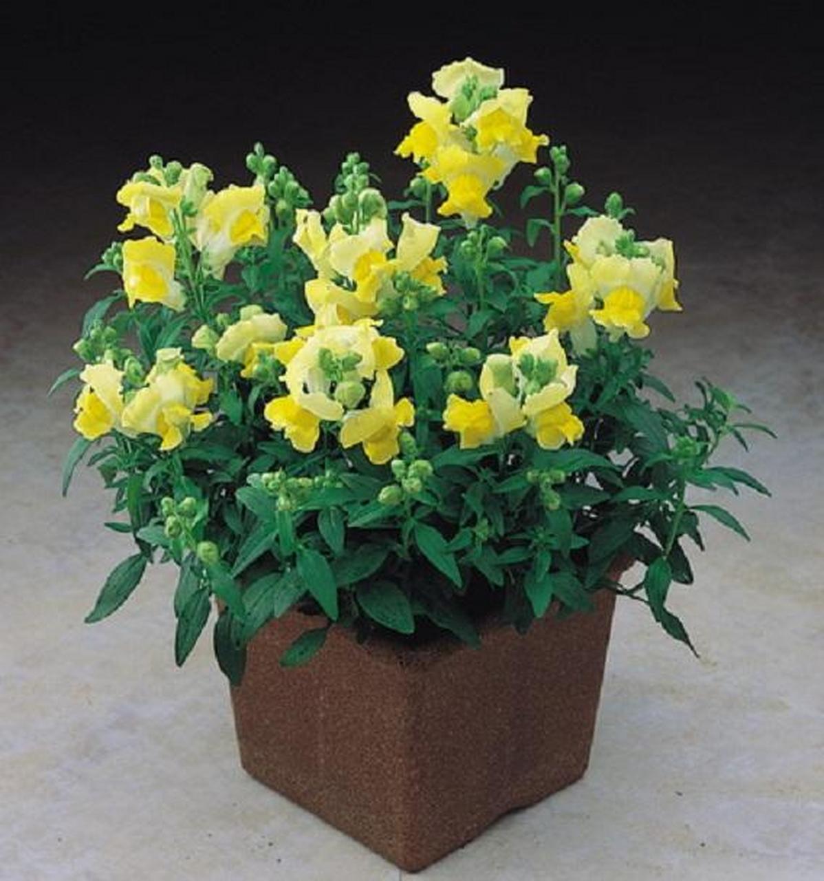 盆栽金鱼草养殖方法和注意事项?