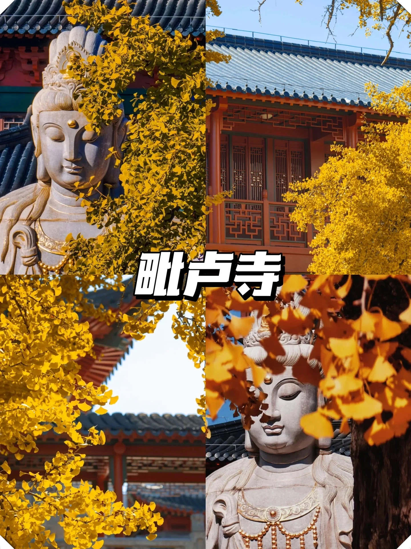 栖霞山的红叶山体玄武湖的银杏雪松毗卢寺的银杏佛像都是绝美的