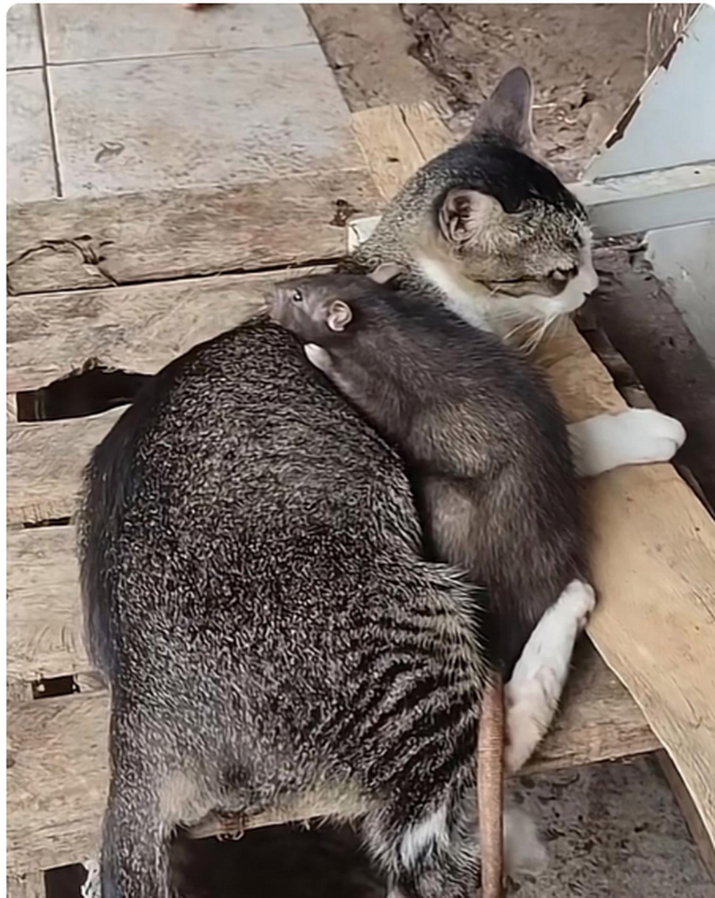 这社会,老鼠都敢骑猫身上了
